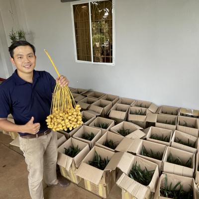 Chà là mô Barhee Vàng